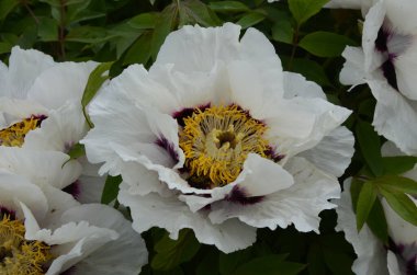 Pembe bir peeonia funruticosa 'nın açık tomurcuğu güzeldir. Yakından büyük şakayık çiçeği. Bahçe bitkileri Beyaz ve kırmızı yapraklı Çin şakayığı..