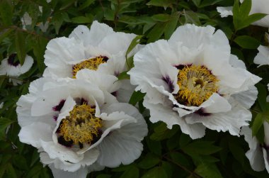 Pembe bir peeonia funruticosa 'nın açık tomurcuğu güzeldir. Yakından büyük şakayık çiçeği. Bahçe bitkileri Beyaz ve kırmızı yapraklı Çin şakayığı..