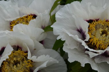 Pembe bir peeonia funruticosa 'nın açık tomurcuğu güzeldir. Yakından büyük şakayık çiçeği. Bahçe bitkileri Beyaz ve kırmızı yapraklı Çin şakayığı..