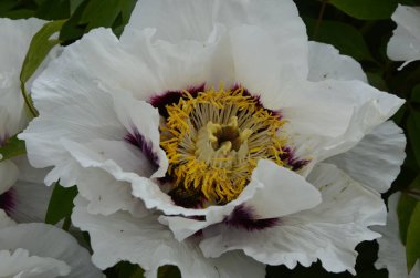 Pembe bir peeonia funruticosa 'nın açık tomurcuğu güzeldir. Yakından büyük şakayık çiçeği. Bahçe bitkileri Beyaz ve kırmızı yapraklı Çin şakayığı..
