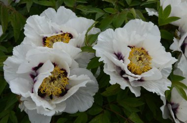 Pembe bir peeonia funruticosa 'nın açık tomurcuğu güzeldir. Yakından büyük şakayık çiçeği. Bahçe bitkileri Beyaz ve kırmızı yapraklı Çin şakayığı..