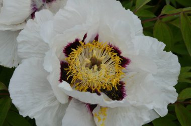 Pembe bir peeonia funruticosa 'nın açık tomurcuğu güzeldir. Yakından büyük şakayık çiçeği. Bahçe bitkileri Beyaz ve kırmızı yapraklı Çin şakayığı..