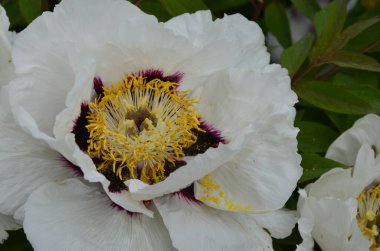 Pembe bir peeonia funruticosa 'nın açık tomurcuğu güzeldir. Yakından büyük şakayık çiçeği. Bahçe bitkileri Beyaz ve kırmızı yapraklı Çin şakayığı..