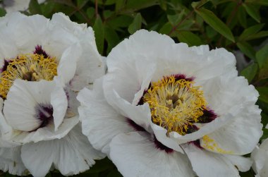 Pembe bir peeonia funruticosa 'nın açık tomurcuğu güzeldir. Yakından büyük şakayık çiçeği. Bahçe bitkileri Beyaz ve kırmızı yapraklı Çin şakayığı..