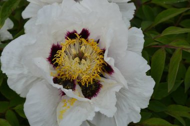 Pembe bir peeonia funruticosa 'nın açık tomurcuğu güzeldir. Yakından büyük şakayık çiçeği. Bahçe bitkileri Beyaz ve kırmızı yapraklı Çin şakayığı..