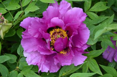 Pembe bir peeonia funruticosa 'nın açık tomurcuğu güzeldir. Yakından büyük şakayık çiçeği. Bahçe bitkileri Beyaz ve kırmızı yapraklı Çin şakayığı..