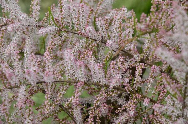 Floração Suave Tamarix Tamarisk Cedro Sal Planta Verde Com Flores — Fotografia de Stock