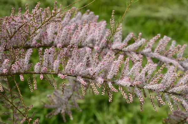 Soft Blooming Tamarix Tamarisk Salt Cedar Green Plant Pink Flowers — Stock Photo, Image