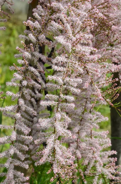 Soft Blooming Tamarix Tamarisk Salt Cedar Green Plant Pink Flowers — Stock Photo, Image