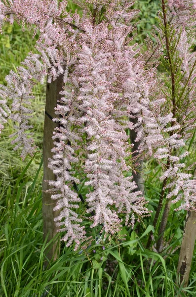 Zachte Bloei Van Tamarix Tamarisk Zout Ceder Groene Plant Met — Stockfoto