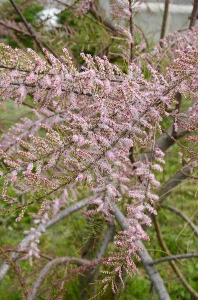 Floração Suave Tamarix Tamarisk Cedro Sal Planta Verde Com Flores — Fotografia de Stock