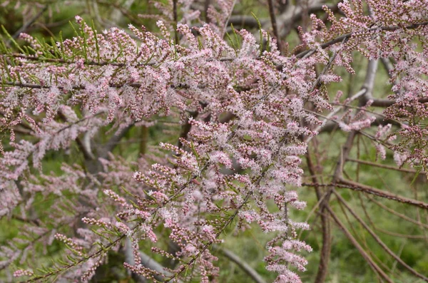 Zachte Bloei Van Tamarix Tamarisk Zout Ceder Groene Plant Met — Stockfoto