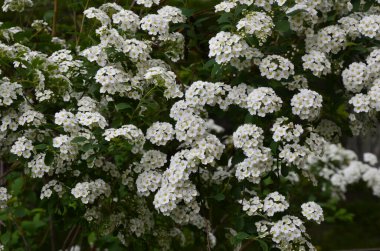 Küçük beyaz çiçeklerle çalılar, Van Houtte bir spire. bahçede beyaz Spiraea nipponica kar tepeciği açan yeşil çalılar ilkbaharda beyaz çiçeklerle.