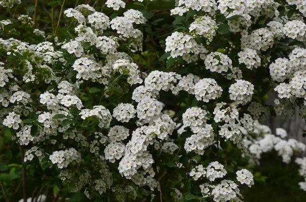 Arbusto Con Pequeñas Flores Blancas Van Houtte Una Spirea White — Foto de Stock