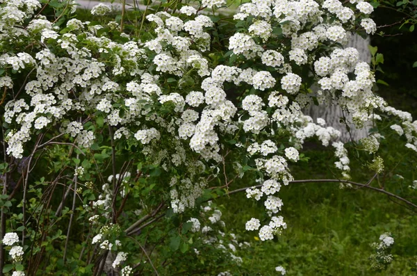 Arbusto Com Pequenas Flores Brancas Van Houtte Uma Spirea White — Fotografia de Stock