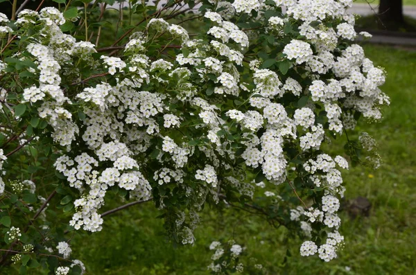 白花的灌木 在花园里的白色蜘蛛花 春天开了花的绿色灌木 雪地雪地 开了白花 — 图库照片