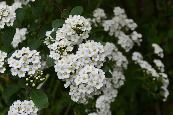 Keř Malými Bílými Květy Van Houtte Spirea White Spirea Zahradě — Stock fotografie