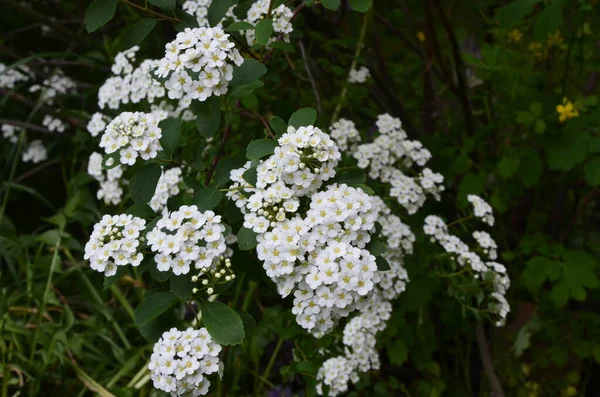 小さな白い花で低木 Van Houtteは螺旋状をしています 庭の白い尖塔 春に白い花を咲かせる緑の茂みのスピラエアニポニカ雪の山 — ストック写真