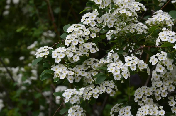 Keř Malými Bílými Květy Van Houtte Spirea White Spirea Zahradě — Stock fotografie