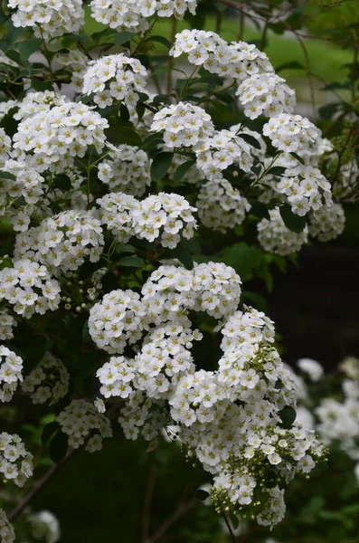 Strauch Mit Kleinen Weißen Blüten Van Houtte Eine Spirea White — Stockfoto