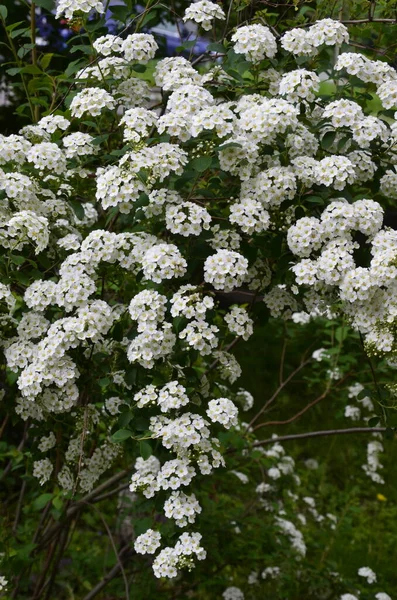 Arbusto Con Pequeñas Flores Blancas Van Houtte Una Spirea White —  Fotos de Stock