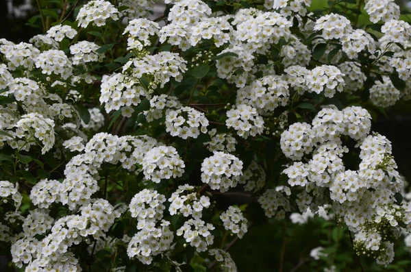 Bokor Kis Fehér Virágokkal Van Houtte Spirea White Spirea Kertben — Stock Fotó