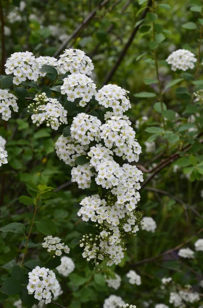 Θάμνος Μικρά Λευκά Λουλούδια Van Houtte Μια Σπιρά Λευκό Spirea — Φωτογραφία Αρχείου