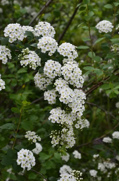 Arbusto Con Pequeñas Flores Blancas Van Houtte Una Spirea White —  Fotos de Stock