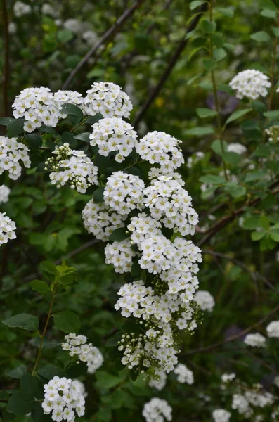 Arbuste Petites Fleurs Blanches Van Houtte Spirea White Spirea Dans — Photo