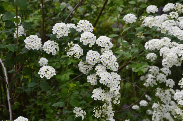 Кущ Маленькими Білими Квітами Van Houtte Spirea White Spirea Garden — стокове фото