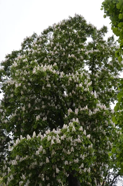 Blühender Kastanienbaum Blühender Rosskastanienbaum Auf Der Straße Kastanienblüten Frühling Park — Stockfoto
