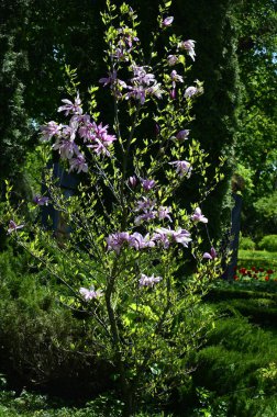 MAGNOLIA SERENE 'İN Pembe ÇİÇEKLERİ