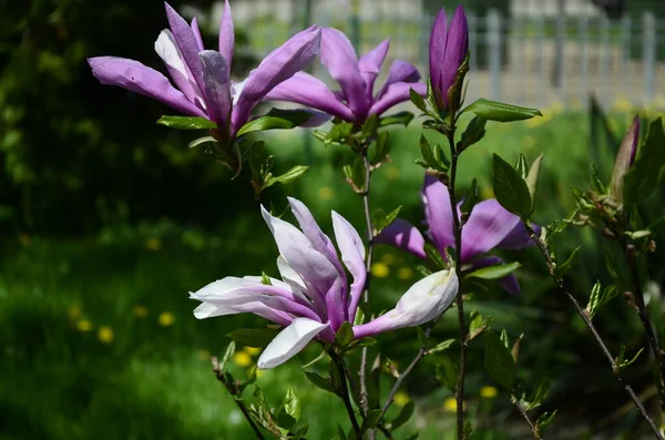 Espinadores Garden Nursery Hampshire Flores Tinco Magnólia Serene — Fotografia de Stock