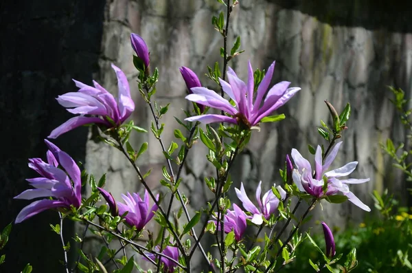 Giardino Viaggiatore Campionatore Fiori Pink Magnolia Serene — Foto Stock