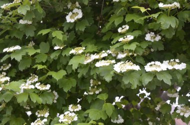Viburnum opulus, Guelder gülü. Koyu yeşil arka planda çiçek açan güzel beyaz Viburum çalıları. Seçici odaklanma, yakın plan. Yeşil tasarım için doğa konsepti.