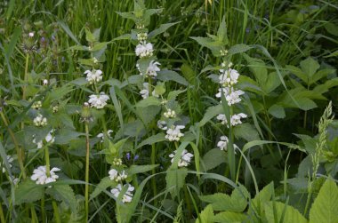 Lamium albümü, lamiaceae familyasından çiçek açan bir bitki türü.