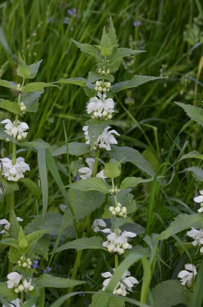 Lamium Album Uma Espécie Planta Com Flor Pertencente Família Lamiaceae — Fotografia de Stock