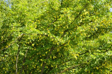 Yeşil yapraklı ve sarı çiçekli bir akasya ağacı dalı. Açan Karagana Ağaçları