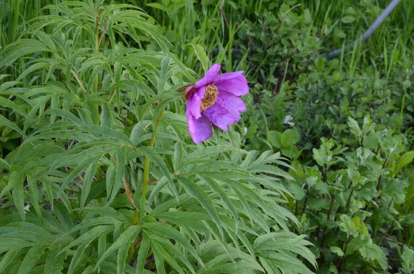 Planta Medicinal Marin Raiz Peônia Lat Paeonia Anomala Uma Abelha — Fotografia de Stock