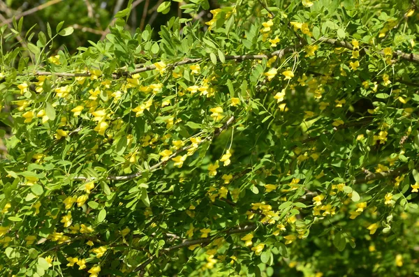 Акацієве Дерево Зеленим Листям Жовтими Квітами Блукаючи Караганою Арборесценс — стокове фото