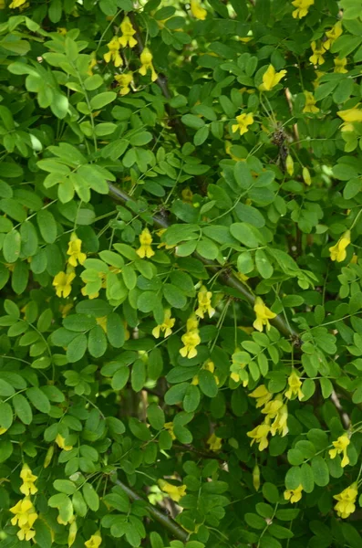 Akazienzweig Mit Grünen Blättern Und Gelben Blüten Blühende Caragana Arborescens — Stockfoto