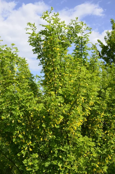Rama Acacia Con Hojas Verdes Flores Amarillas Caragana Floreciente Arborescens — Foto de Stock