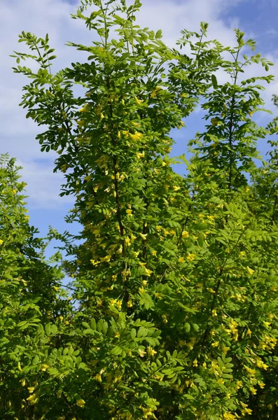 Ветка Дерева Акации Зелеными Листьями Желтыми Цветами Цветущий Караганский Дендрарий — стоковое фото