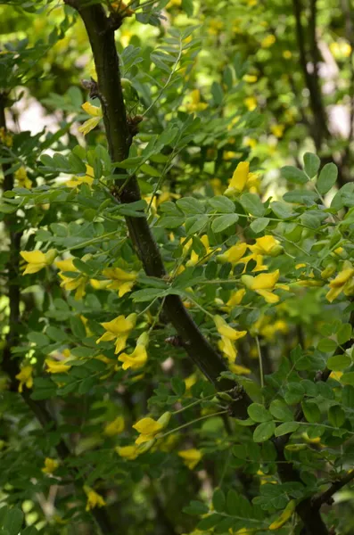 Yeşil Yapraklı Sarı Çiçekli Bir Akasya Ağacı Dalı Açan Karagana — Stok fotoğraf