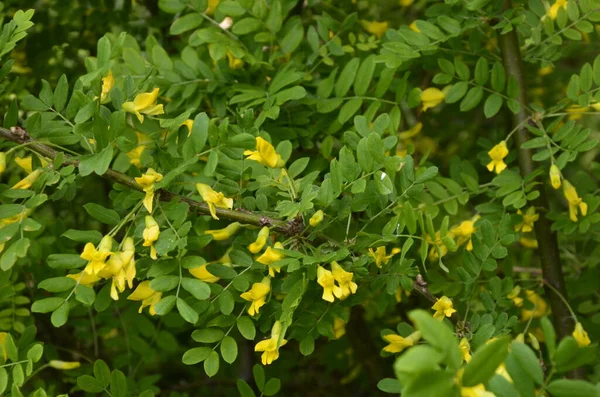 Gałąź Akacjowa Zielonymi Liśćmi Żółtymi Kwiatami Kwitnąca Caragana Arborescens — Zdjęcie stockowe