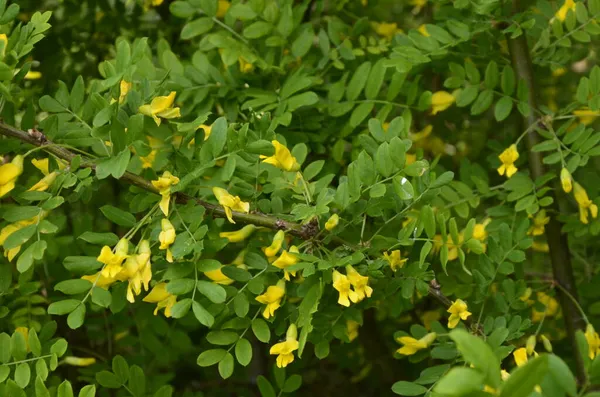 Gałąź Akacjowa Zielonymi Liśćmi Żółtymi Kwiatami Kwitnąca Caragana Arborescens — Zdjęcie stockowe