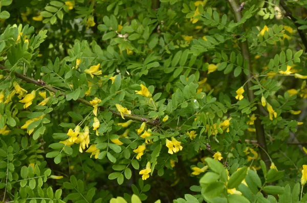 Akátová Větev Zelenými Listy Žlutými Květy Kvetoucí Karagana Arborescens — Stock fotografie