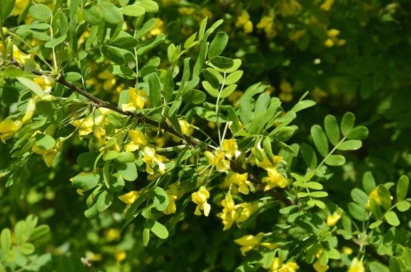 Gałąź Akacjowa Zielonymi Liśćmi Żółtymi Kwiatami Kwitnąca Caragana Arborescens — Zdjęcie stockowe