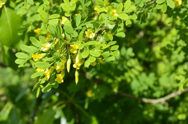 Acácia Ramo Árvore Com Folhas Verdes Flores Amarelas Floração Caragana — Fotografia de Stock