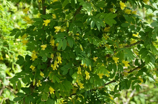 Akátová Větev Zelenými Listy Žlutými Květy Kvetoucí Karagana Arborescens — Stock fotografie